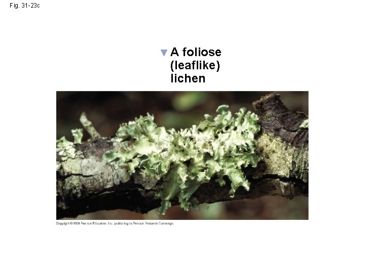 Fig. 31 -23 c A foliose (leaflike) lichen 