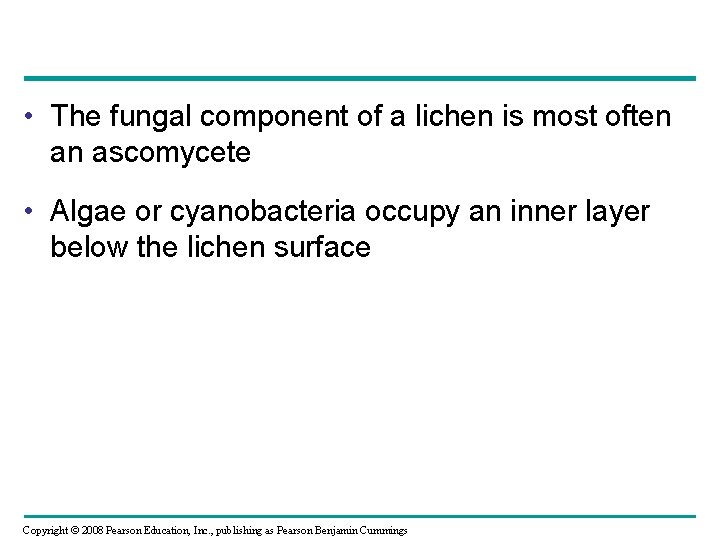 • The fungal component of a lichen is most often an ascomycete • • The fungal component of a lichen is most often an ascomycete •