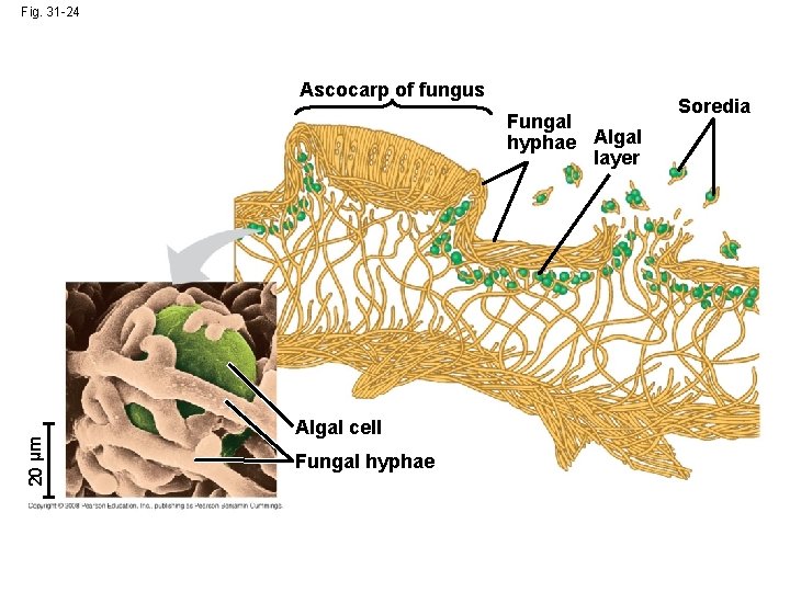 Fig. 31 -24 Ascocarp of fungus 20 µm Fungal hyphae Algal layer Algal cell Fig. 31 -24 Ascocarp of fungus 20 µm Fungal hyphae Algal layer Algal cell