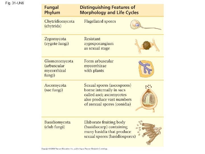 Fig. 31 -UN 6 Fig. 31 -UN 6