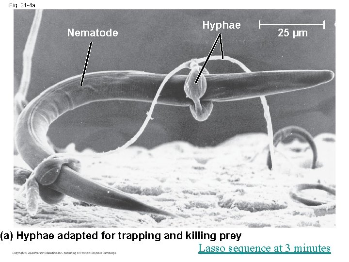 Fig. 31 -4 a Nematode Hyphae (a) Hyphae adapted for trapping and killing prey