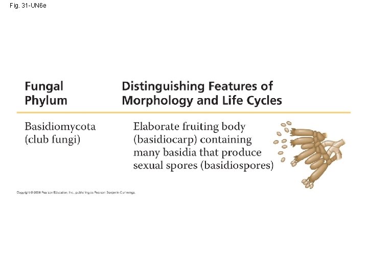 Fig. 31 -UN 6 e 