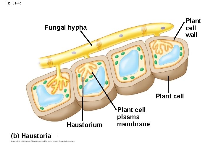 Fig. 31 -4 b Plant cell wall Fungal hypha Plant cell Haustorium (b) Haustoria Fig. 31 -4 b Plant cell wall Fungal hypha Plant cell Haustorium (b) Haustoria