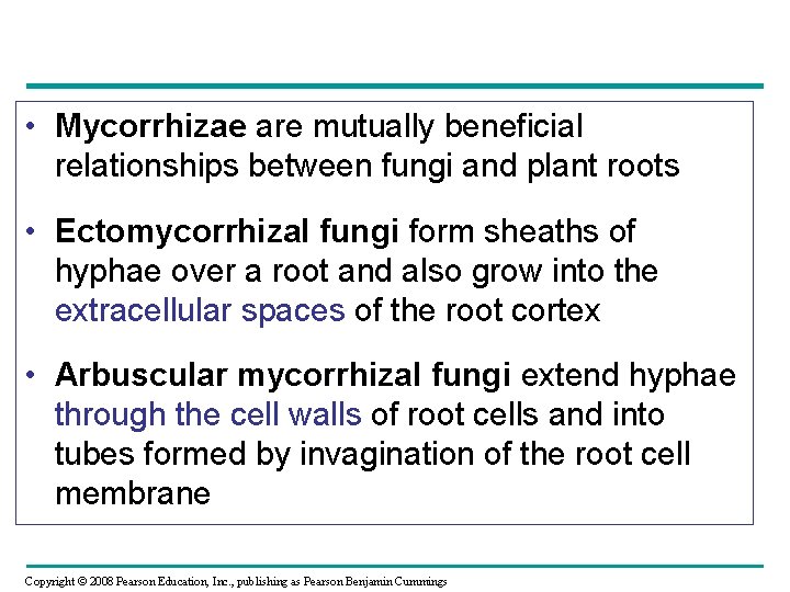  • Mycorrhizae are mutually beneficial relationships between fungi and plant roots • Ectomycorrhizal