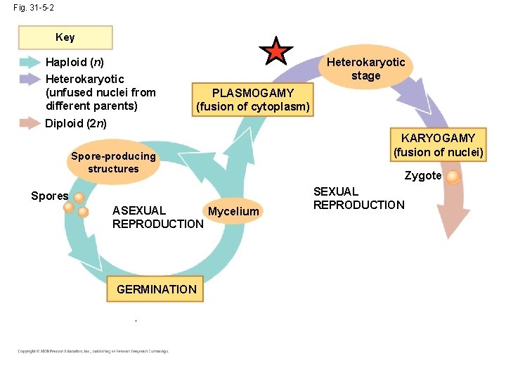 Fig. 31 -5 -2 Key Heterokaryotic stage Haploid (n) Heterokaryotic (unfused nuclei from different