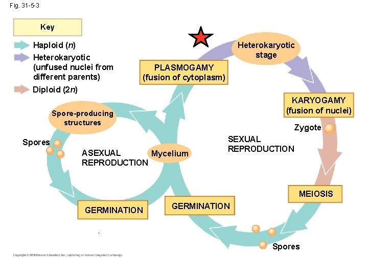 Fig. 31 -5 -3 Key Heterokaryotic stage Haploid (n) Heterokaryotic (unfused nuclei from different Fig. 31 -5 -3 Key Heterokaryotic stage Haploid (n) Heterokaryotic (unfused nuclei from different