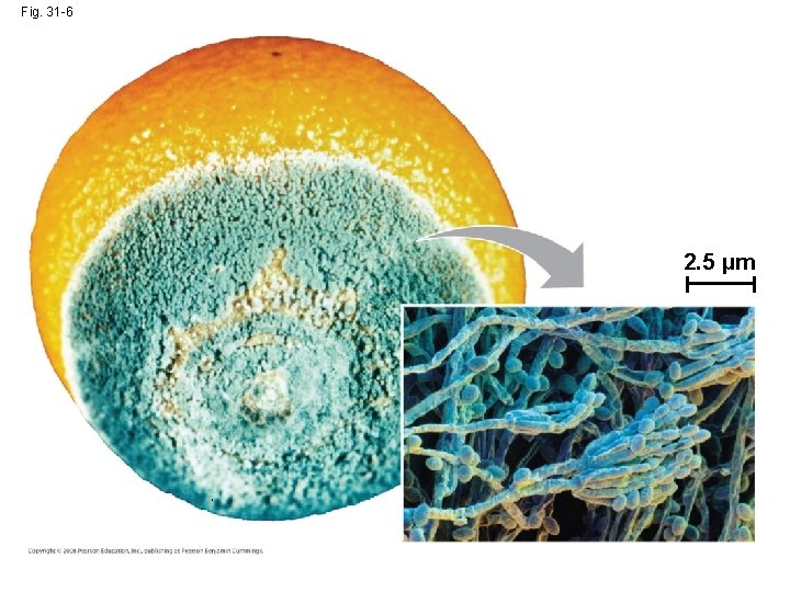Fig. 31 -6 2. 5 µm Fig. 31 -6 2. 5 µm