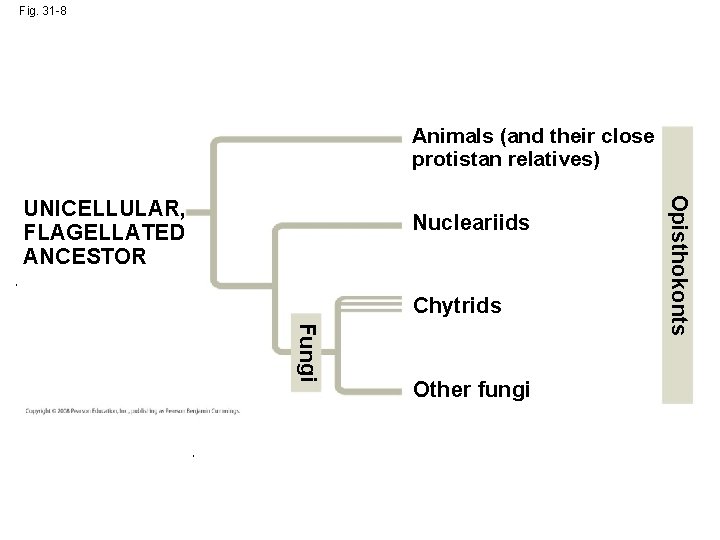 Fig. 31 -8 Animals (and their close protistan relatives) Nucleariids Chytrids Fungi Other fungi