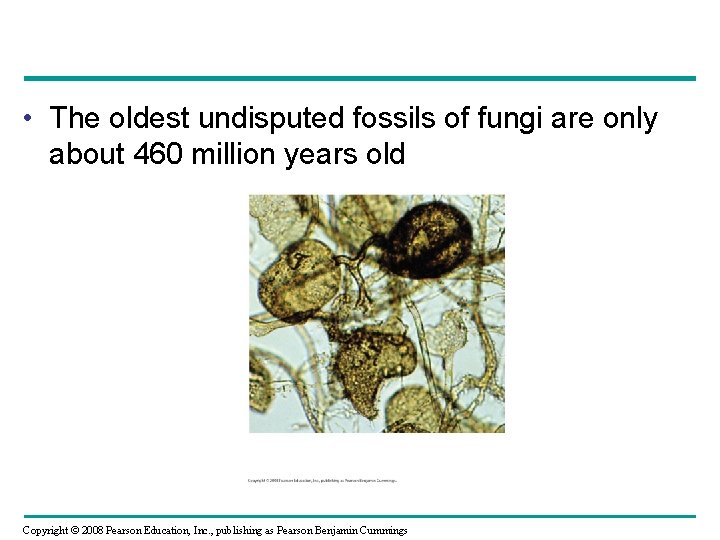  • The oldest undisputed fossils of fungi are only about 460 million years