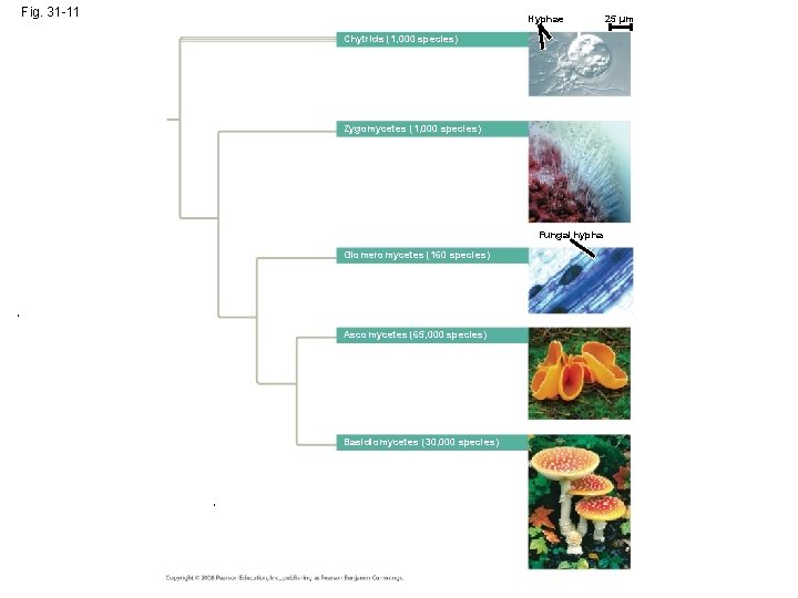 Fig. 31 -11 Hyphae Chytrids (1, 000 species) Zygomycetes (1, 000 species) Fungal hypha