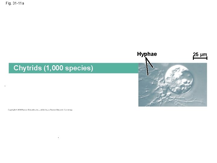 Fig. 31 -11 a Hyphae Chytrids (1, 000 species) 25 µm 