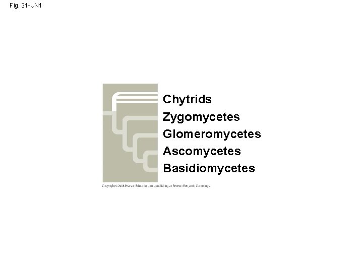 Fig. 31 -UN 1 Chytrids Zygomycetes Glomeromycetes Ascomycetes Basidiomycetes 