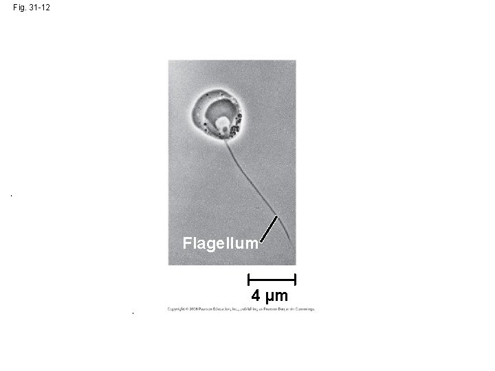 Fig. 31 -12 Flagellum 4 µm Fig. 31 -12 Flagellum 4 µm