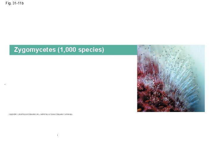Fig. 31 -11 b Zygomycetes (1, 000 species) 