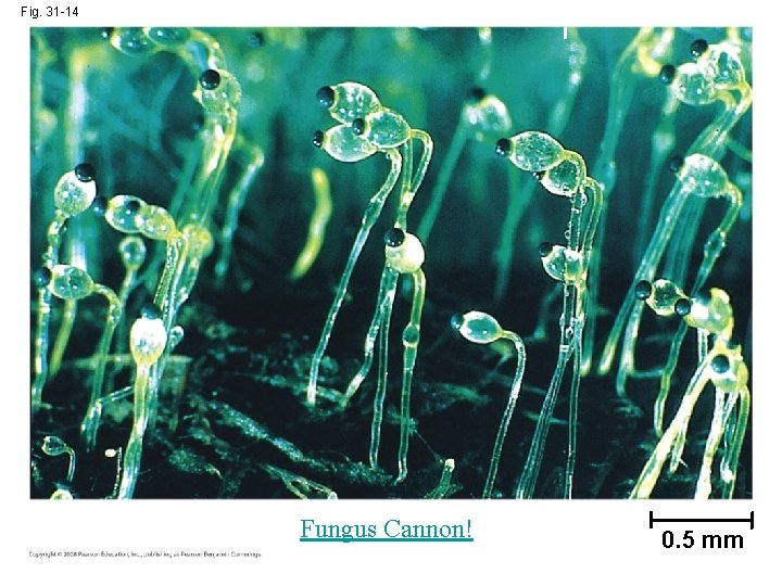 Fig. 31 -14 Fungus Cannon! 0. 5 mm Fig. 31 -14 Fungus Cannon! 0. 5 mm