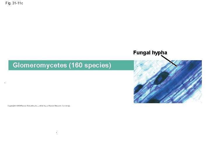 Fig. 31 -11 c Fungal hypha Glomeromycetes (160 species) Fig. 31 -11 c Fungal hypha Glomeromycetes (160 species)
