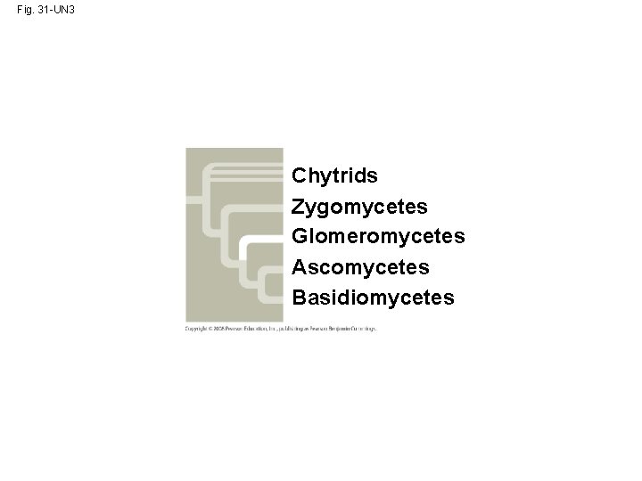 Fig. 31 -UN 3 Chytrids Zygomycetes Glomeromycetes Ascomycetes Basidiomycetes 