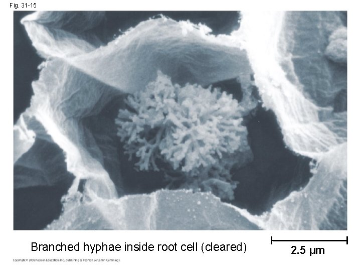 Fig. 31 -15 Branched hyphae inside root cell (cleared) 2. 5 µm 