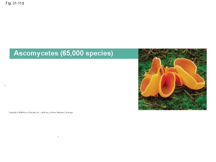 Fig. 31 -11 d Ascomycetes (65, 000 species) Fig. 31 -11 d Ascomycetes (65, 000 species)