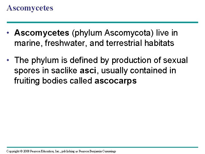 Ascomycetes • Ascomycetes (phylum Ascomycota) live in marine, freshwater, and terrestrial habitats • The