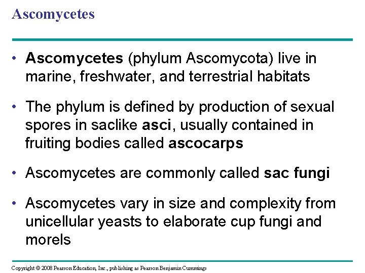 Ascomycetes • Ascomycetes (phylum Ascomycota) live in marine, freshwater, and terrestrial habitats • The