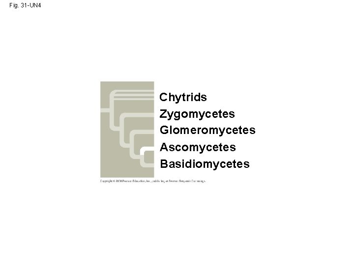 Fig. 31 -UN 4 Chytrids Zygomycetes Glomeromycetes Ascomycetes Basidiomycetes 