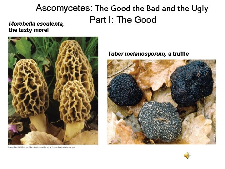 Ascomycetes: The Good the Bad and the Ugly Part I: The Good Morchella esculenta, Ascomycetes: The Good the Bad and the Ugly Part I: The Good Morchella esculenta,