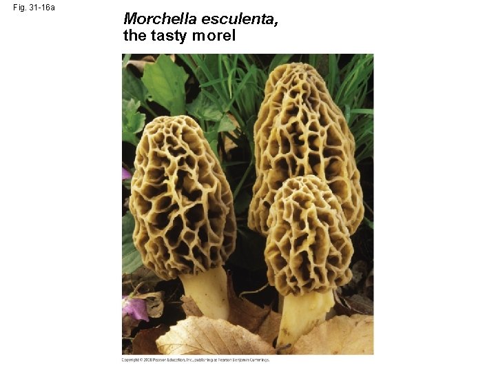 Fig. 31 -16 a Morchella esculenta, the tasty morel 