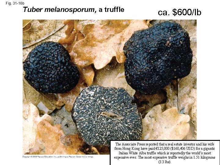 Fig. 31 -16 b Tuber melanosporum, a truffle ca. $600/lb The Associate Press reported