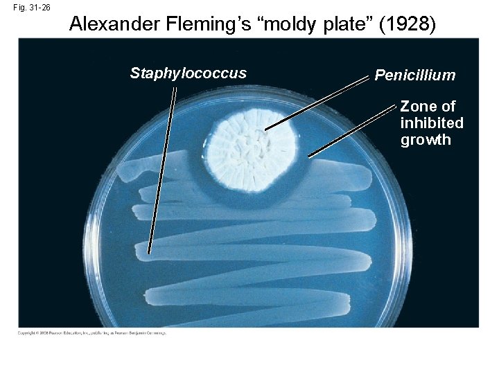 Fig. 31 -26 Alexander Fleming’s “moldy plate” (1928) Staphylococcus Penicillium Zone of inhibited growth