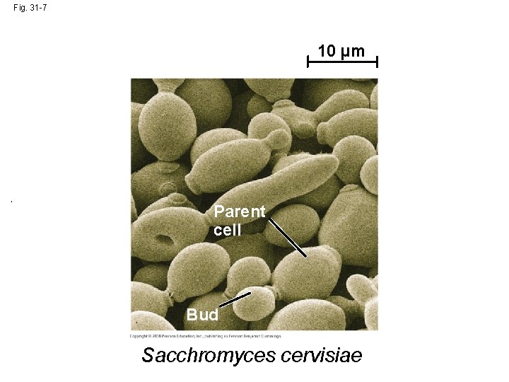 Fig. 31 -7 10 µm Parent cell Bud Sacchromyces cervisiae 