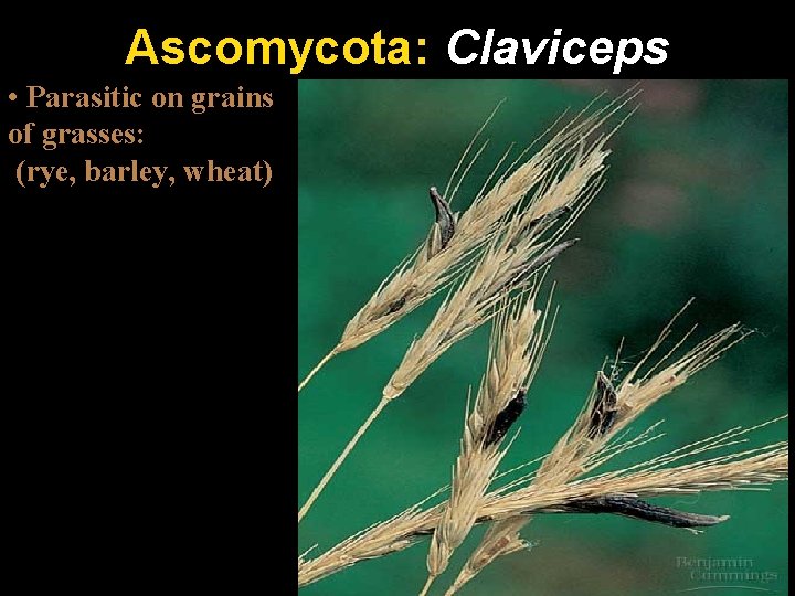 Ascomycota: Claviceps • Parasitic on grains (“ergot”) of grasses: (rye, barley, wheat) 