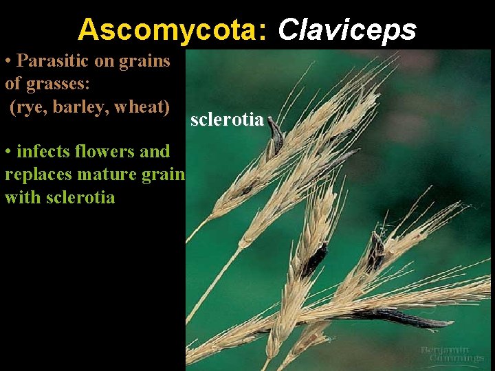 Ascomycota: Claviceps • Parasitic on grains (“ergot”) of grasses: (rye, barley, wheat) • infects Ascomycota: Claviceps • Parasitic on grains (“ergot”) of grasses: (rye, barley, wheat) • infects