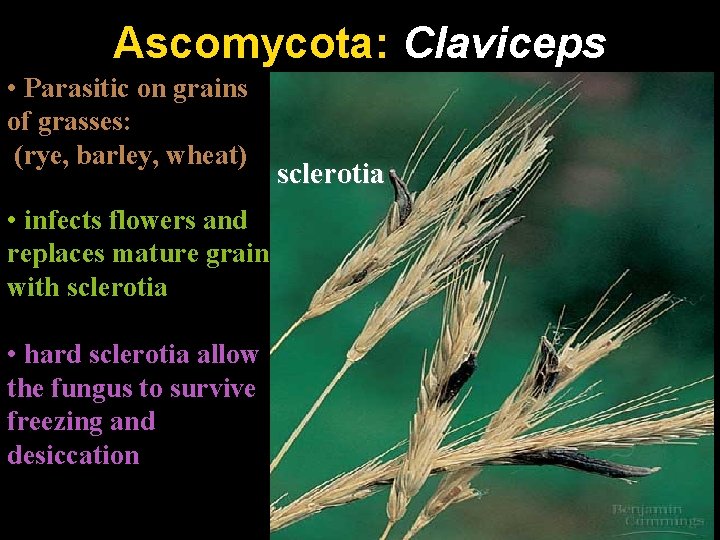 Ascomycota: Claviceps • Parasitic on grains (“ergot”) of grasses: (rye, barley, wheat) • infects