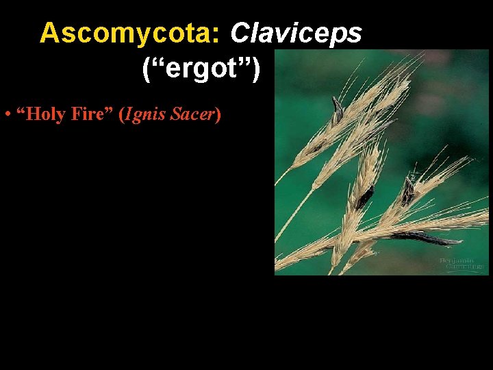 Ascomycota: Claviceps (“ergot”) • “Holy Fire” (Ignis Sacer) 