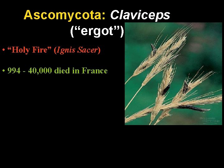 Ascomycota: Claviceps (“ergot”) • “Holy Fire” (Ignis Sacer) • 994 - 40, 000 died