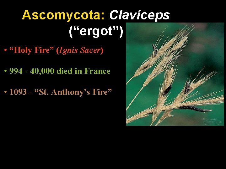 Ascomycota: Claviceps (“ergot”) • “Holy Fire” (Ignis Sacer) • 994 - 40, 000 died