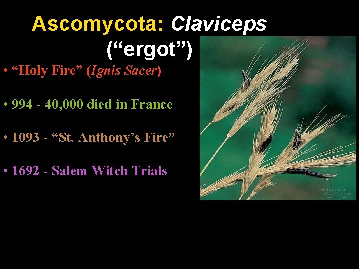 Ascomycota: Claviceps (“ergot”) • “Holy Fire” (Ignis Sacer) • 994 - 40, 000 died