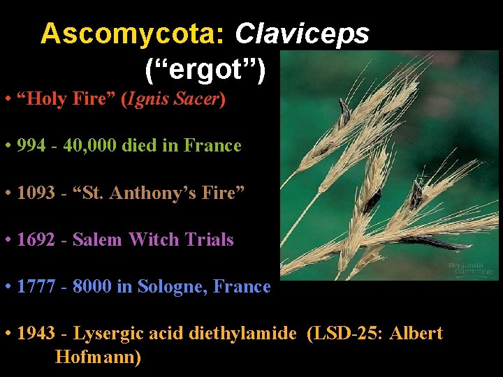 Ascomycota: Claviceps (“ergot”) • “Holy Fire” (Ignis Sacer) • 994 - 40, 000 died