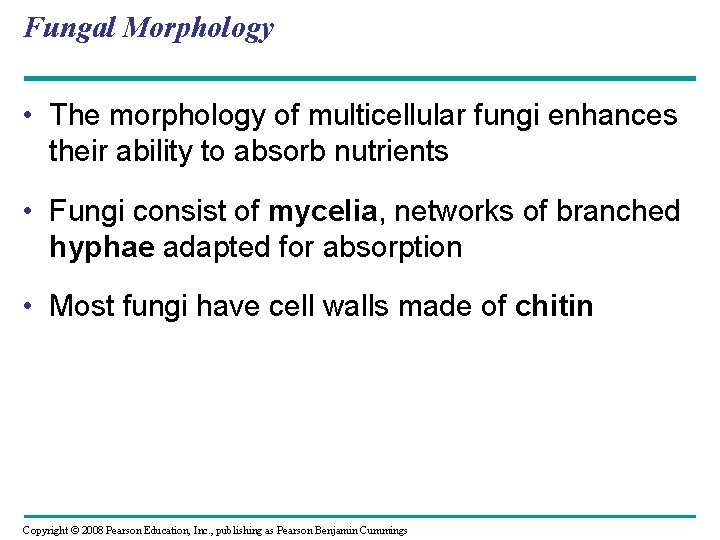 Fungal Morphology • The morphology of multicellular fungi enhances their ability to absorb nutrients