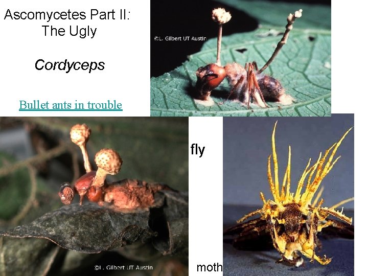 Ascomycetes Part II: The Ugly 25 µm Cordyceps Bullet ants in trouble fly moth