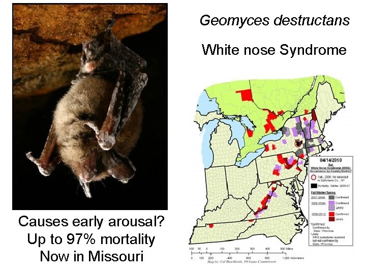 Geomyces destructans White nose Syndrome Causes early arousal? Up to 97% mortality Now in