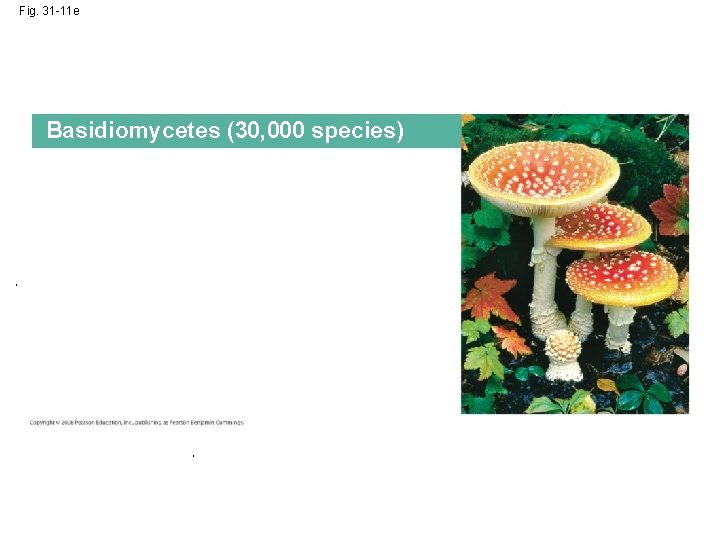 Fig. 31 -11 e Basidiomycetes (30, 000 species) 