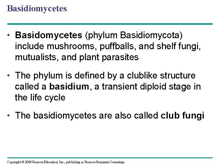 Basidiomycetes • Basidomycetes (phylum Basidiomycota) include mushrooms, puffballs, and shelf fungi, mutualists, and plant