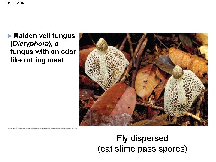 Fig. 31 -18 a Maiden veil fungus (Dictyphora), a fungus with an odor like