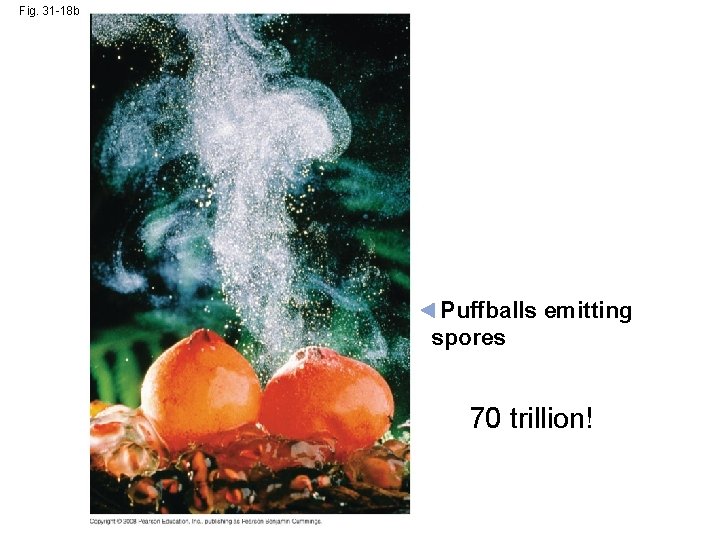 Fig. 31 -18 b Puffballs emitting spores 70 trillion! 