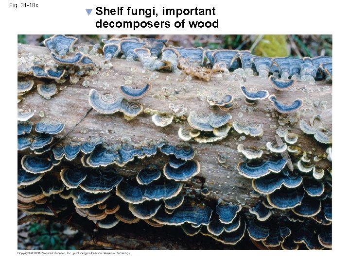 Fig. 31 -18 c Shelf fungi, important decomposers of wood 