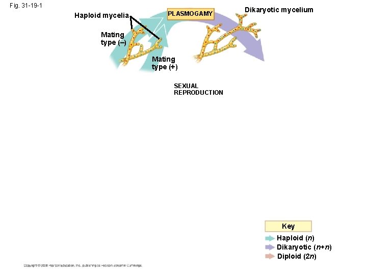 Fig. 31 -19 -1 Haploid mycelia PLASMOGAMY Dikaryotic mycelium Mating type (–) Mating type Fig. 31 -19 -1 Haploid mycelia PLASMOGAMY Dikaryotic mycelium Mating type (–) Mating type