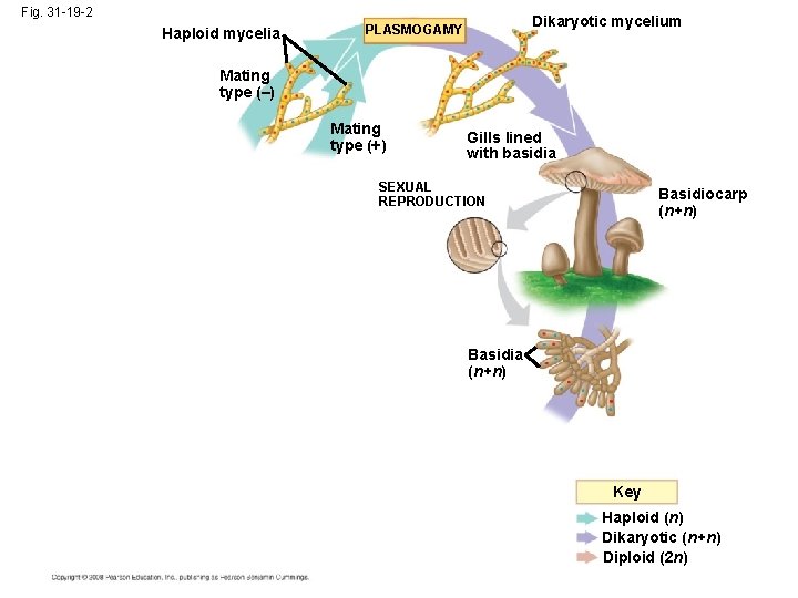 Fig. 31 -19 -2 Haploid mycelia Dikaryotic mycelium PLASMOGAMY Mating type (–) Mating type