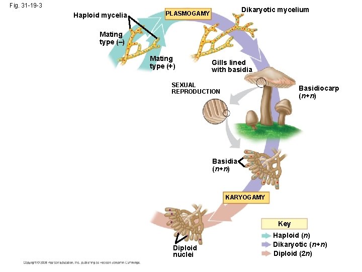 Fig. 31 -19 -3 Haploid mycelia Dikaryotic mycelium PLASMOGAMY Mating type (–) Mating type